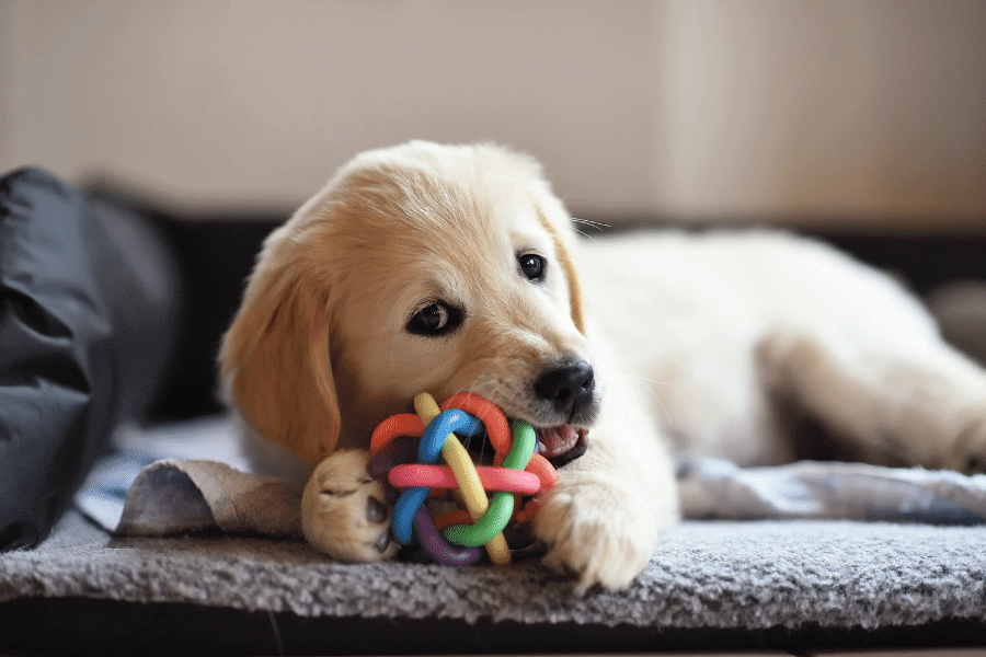 犬用おもちゃ